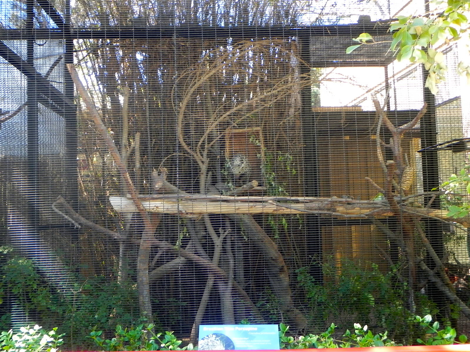 Old exhibit, new animal Brazilian tree porcupine