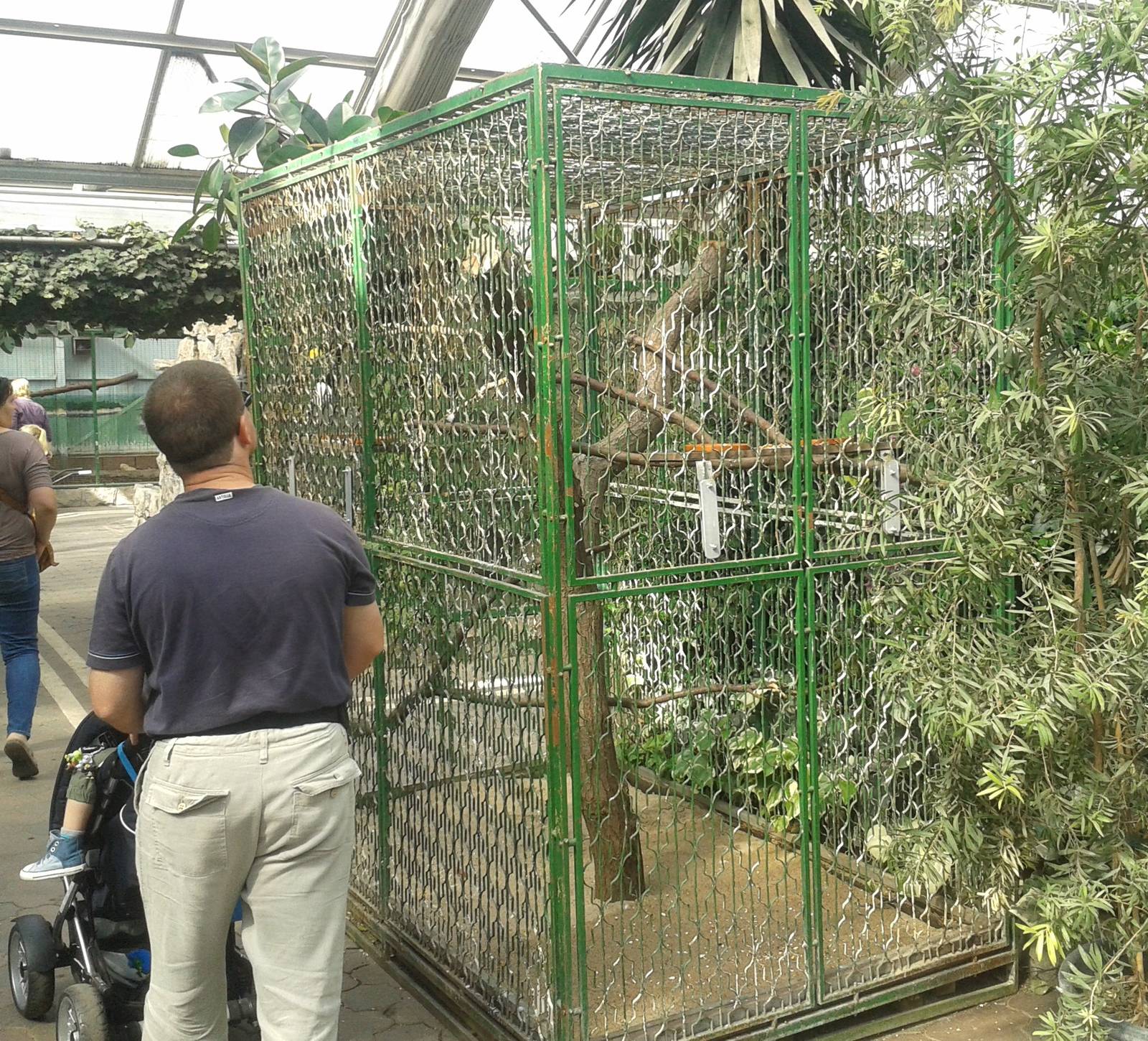 Old-fashioned parrot-cage