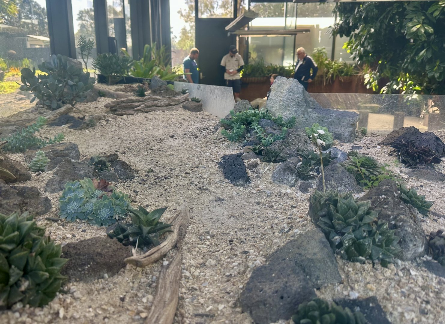 Old Galapagos Giant Tortoise Crèche