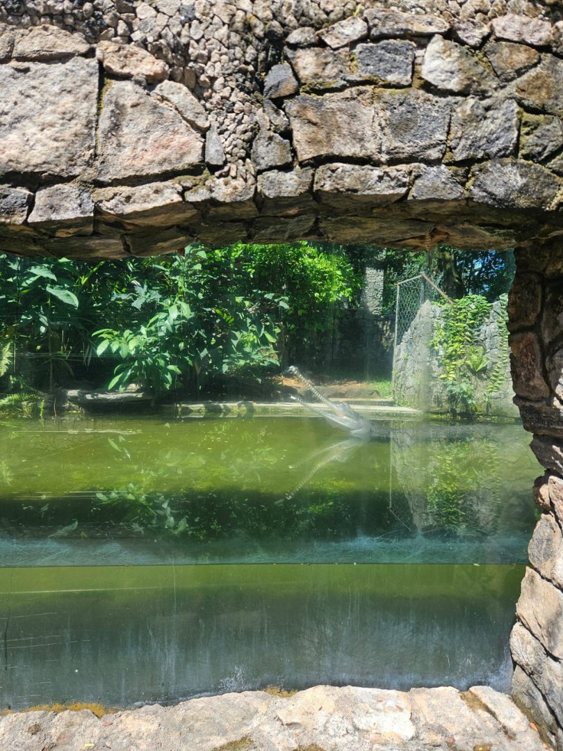 Old gharial with a broken lower jaw
