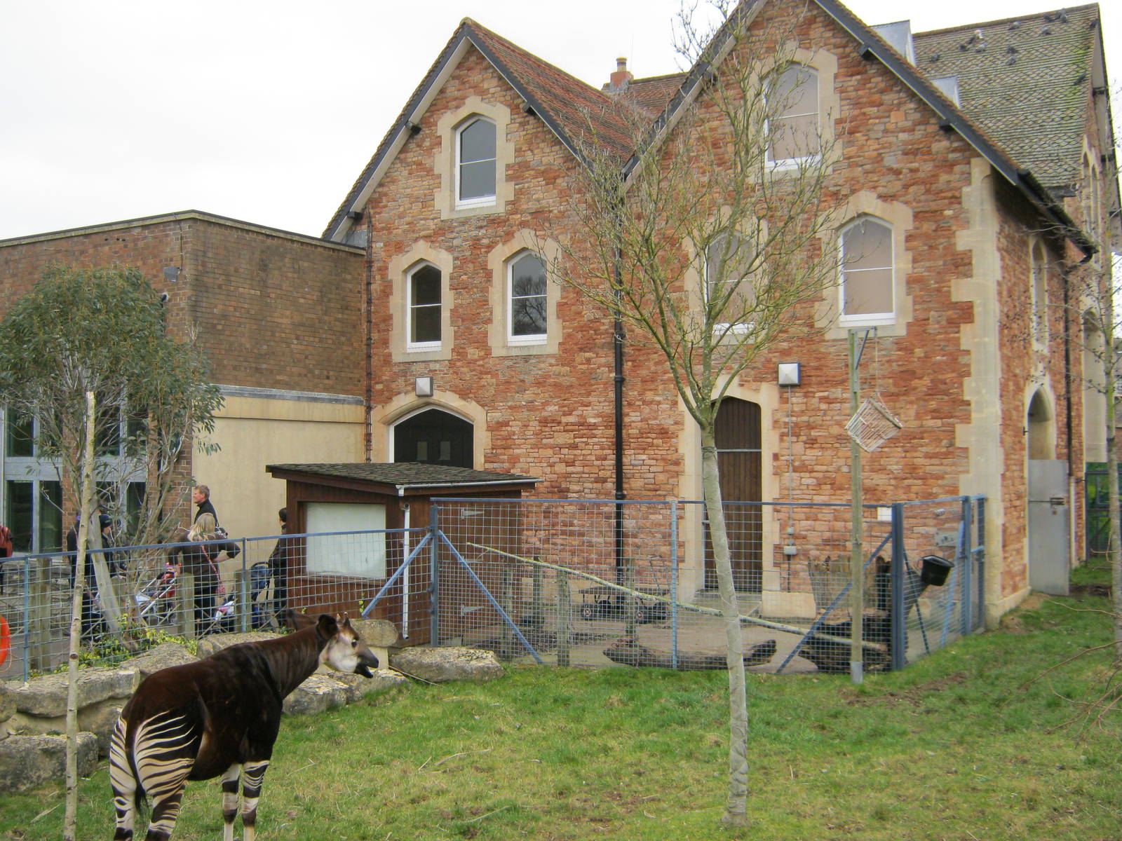 Old Giraffe/Elephant House behind Okapi 2011