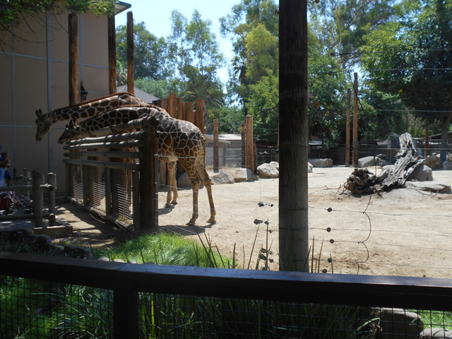Old giraffe feeding area
