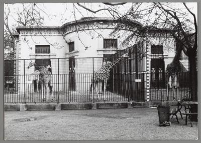 Old giraffe house in Antwerp zoo