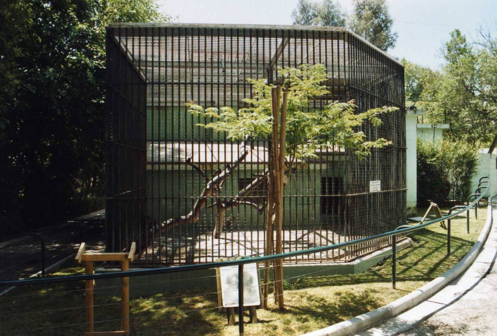 Old Gorilla Outdoor cage