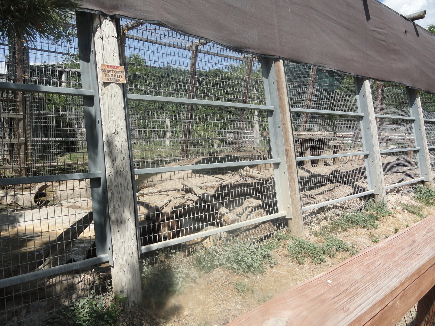Old Grizzly Bear Exhibit