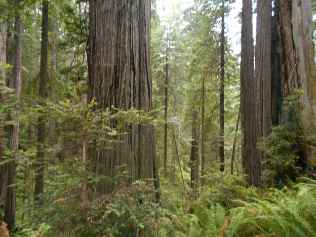 Old growth redwood forest, Prairie Creek State Park