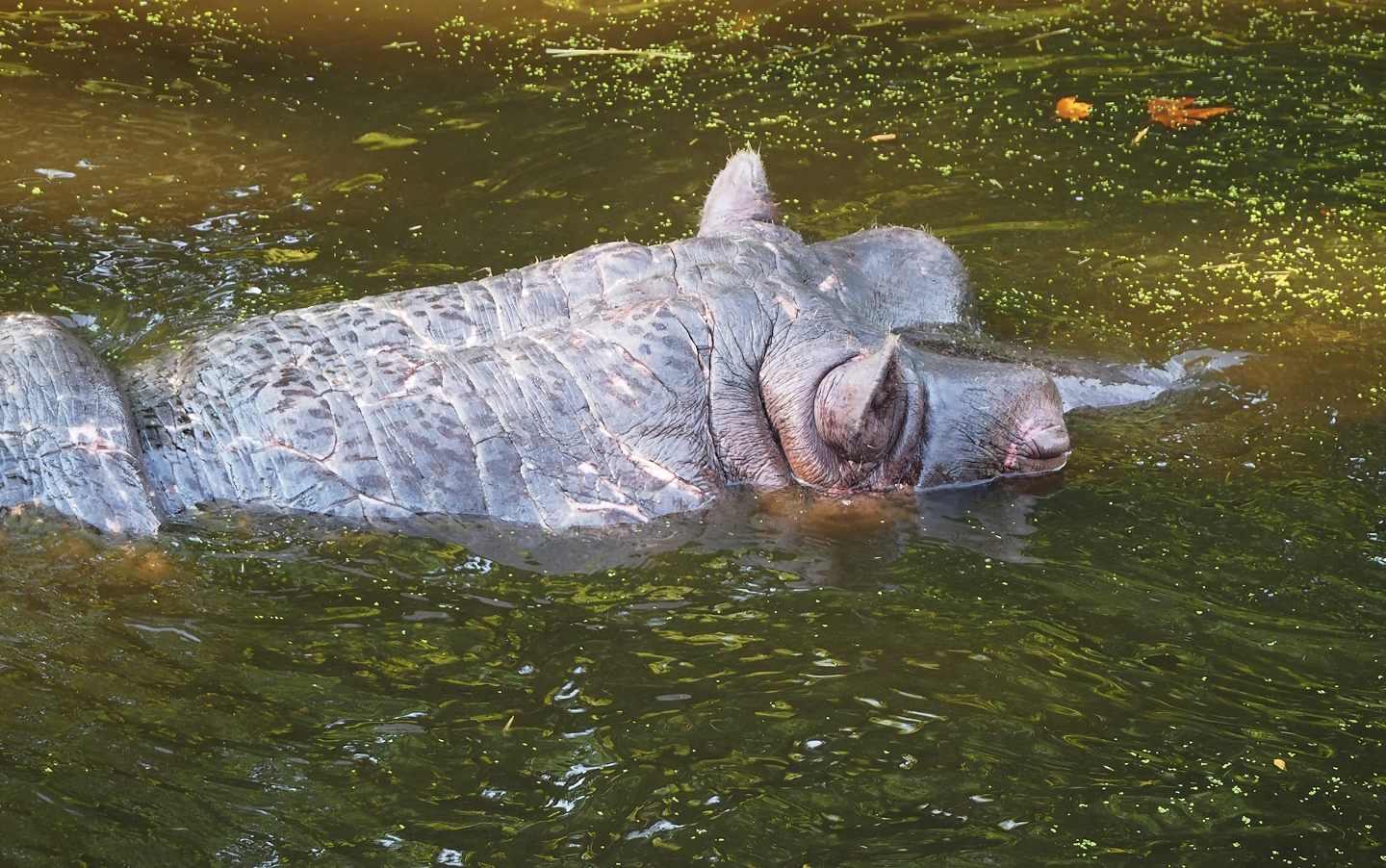 Old Hippopotamus (Hippopotamus amphibius) Hermien, 2022-08-16