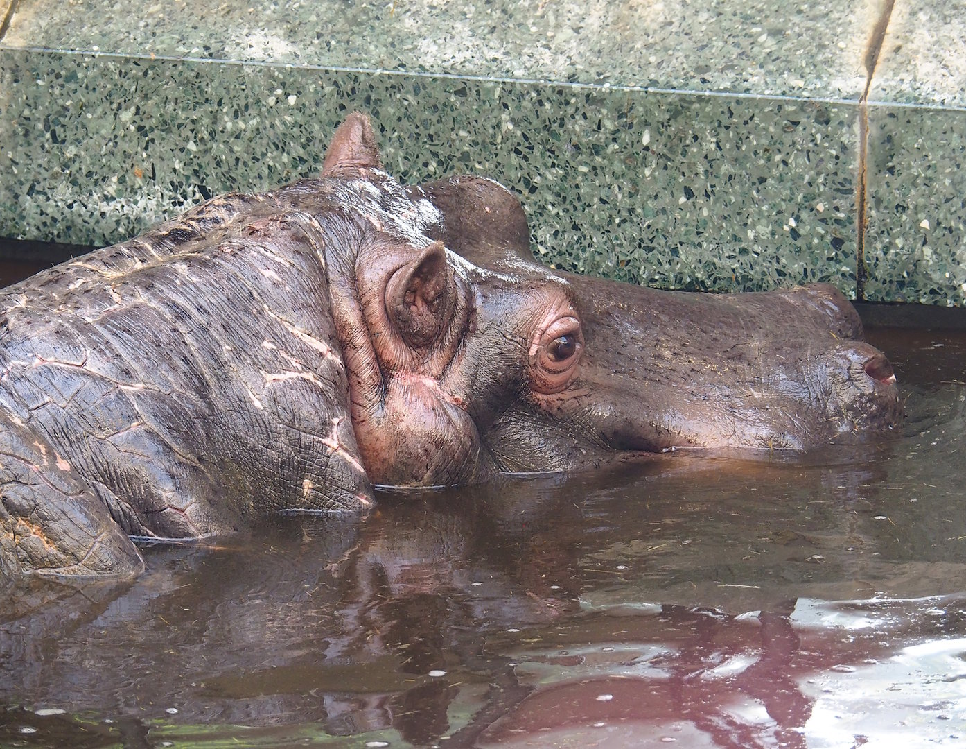 Old Hippopotamus (Hippopotamus amphibius) Hermien, 2022-09-04