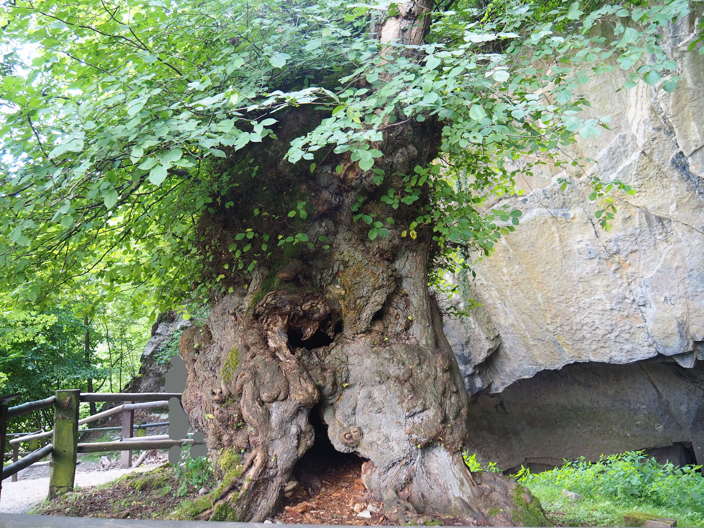 Old hollow European fluttering elm (Ulmus laevis), 2020-07-12