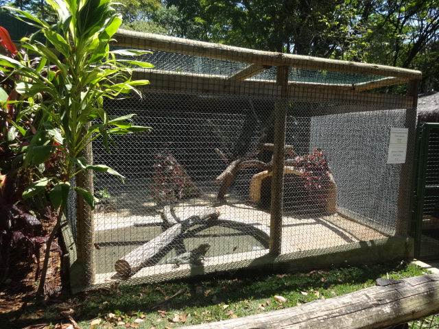 old home for the baby broad-snouted-caimans (now holding an excedent Iguana) - Belo Horizonte zoo