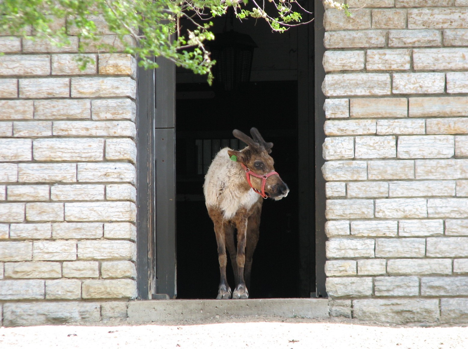Old Hoofed Stock Barn - Reindeer