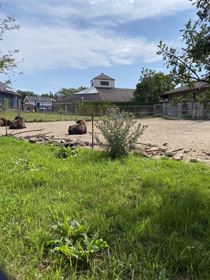 Old hoofstock- American bison exhibit
