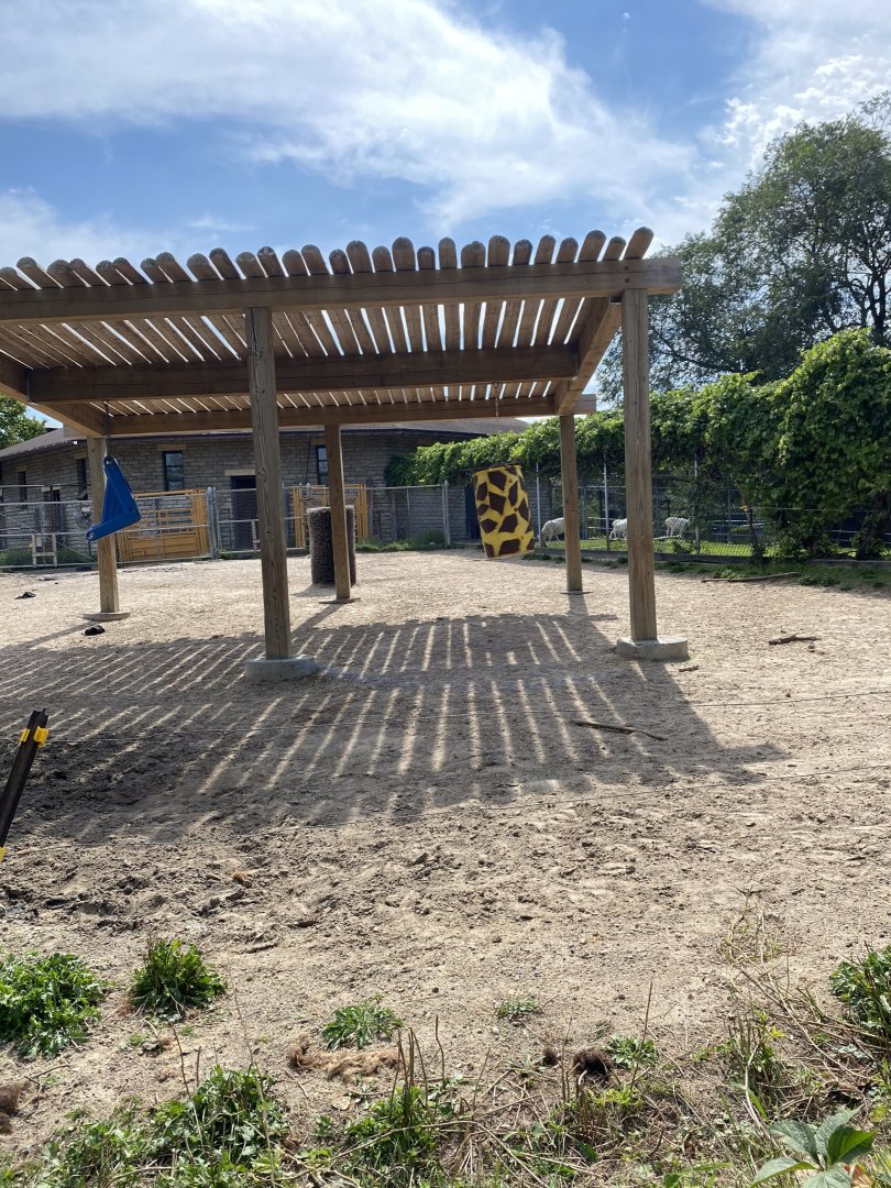 Old hoofstock- American bison exhibit