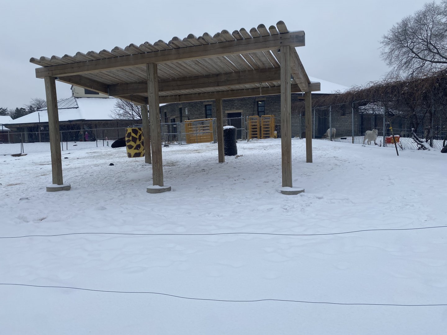 Old Hoofstock - American Bison Exhibit