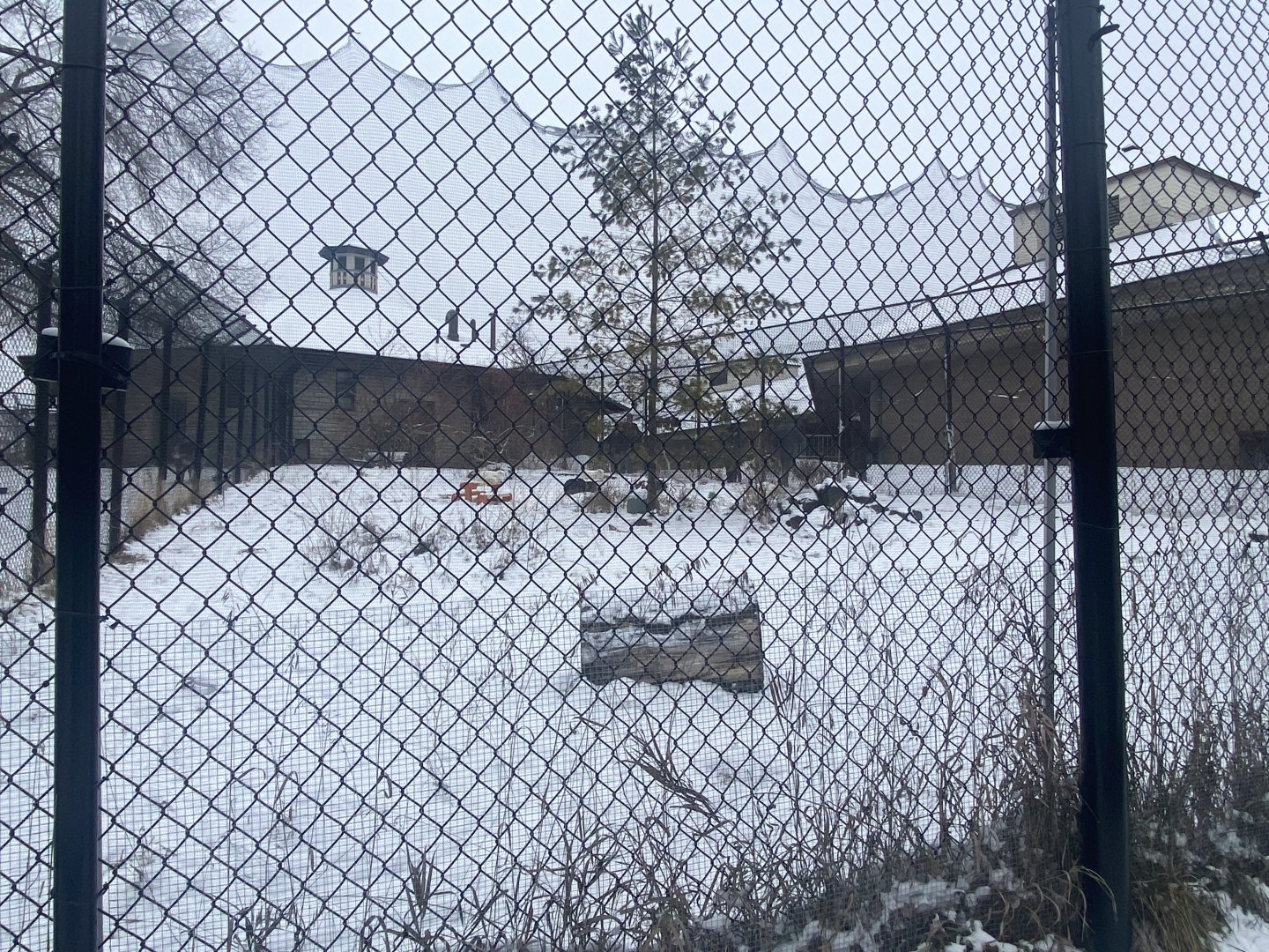 Old Hoofstock - Arctic Fox Exhibit