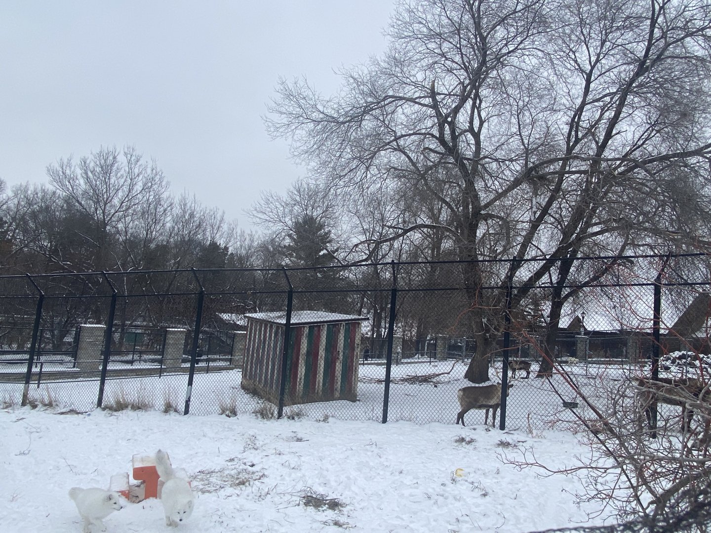 Old Hoofstock - Arctic Fox Exhibit
