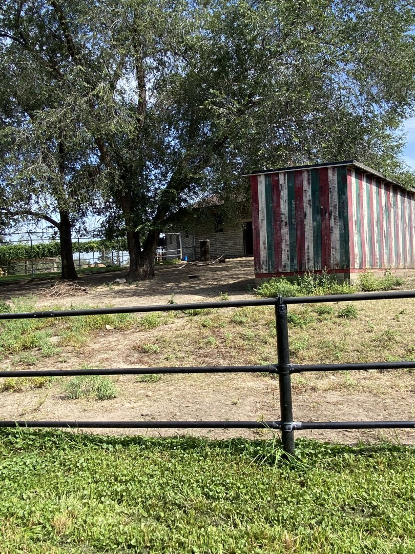 Old hoofstock- caribou exhibit