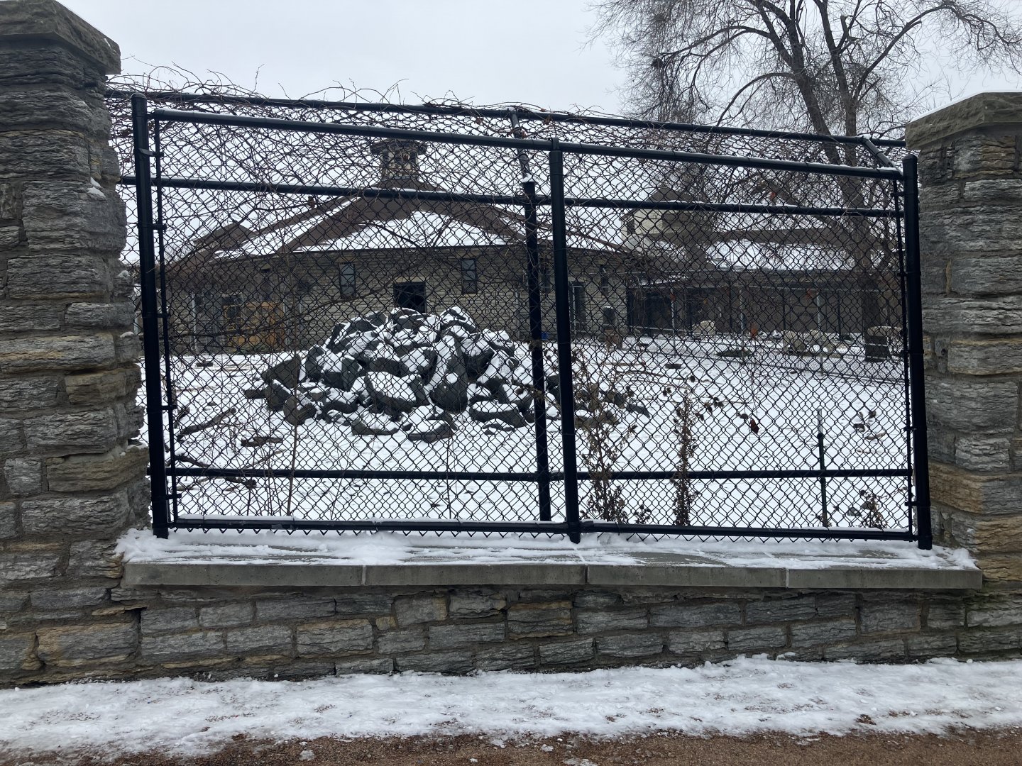 Old Hoofstock - Dall’s Sheep Exhibit #1