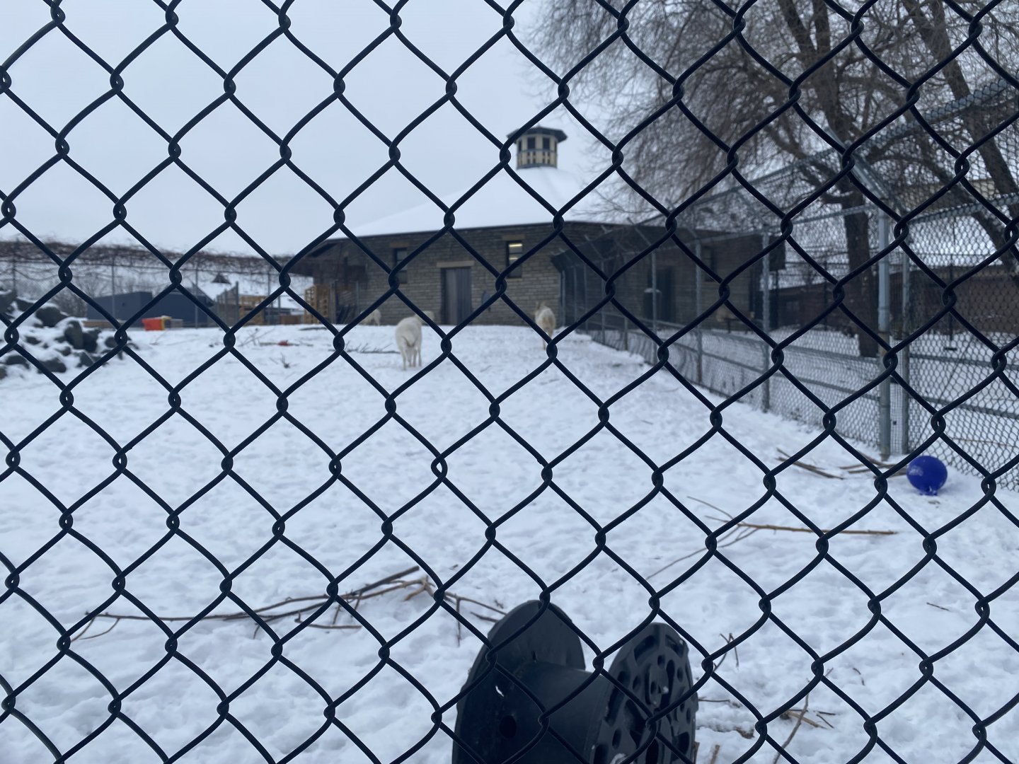 Old Hoofstock - Dall’s Sheep Exhibit