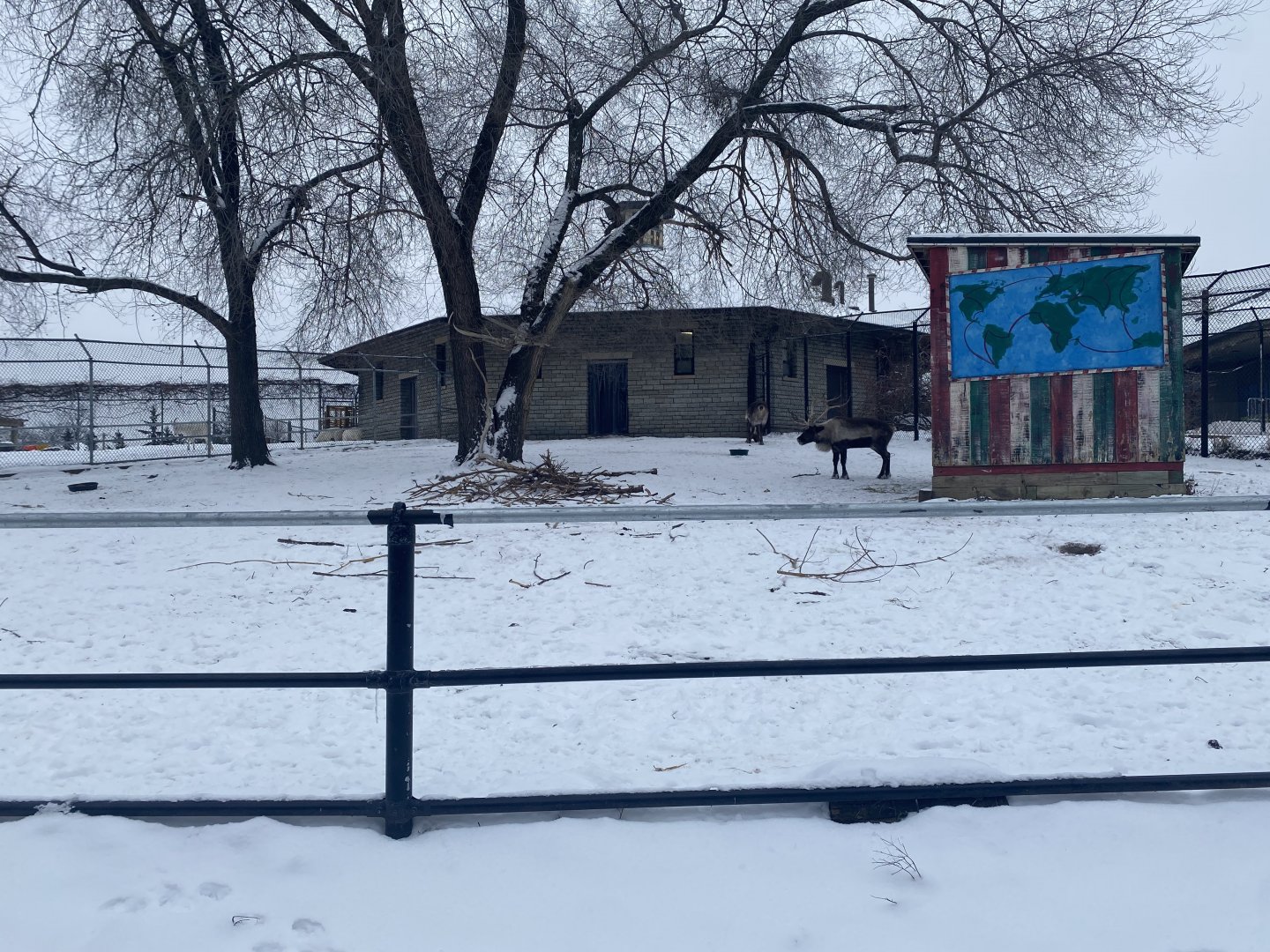 Old Hoofstock - Domestic Reindeer Exhibit