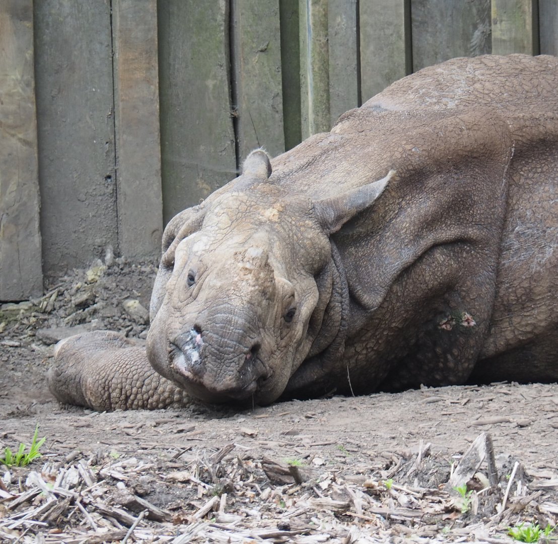 Old Indian rhinoceros Johanna (Deceased in June), 2020-05-23
