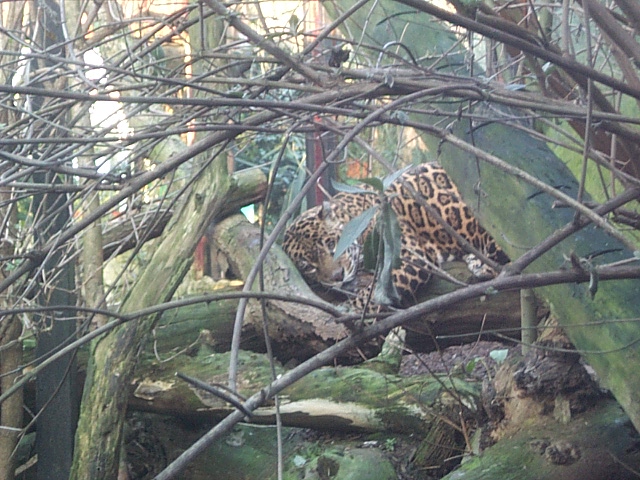 old jaguar falls exhibit