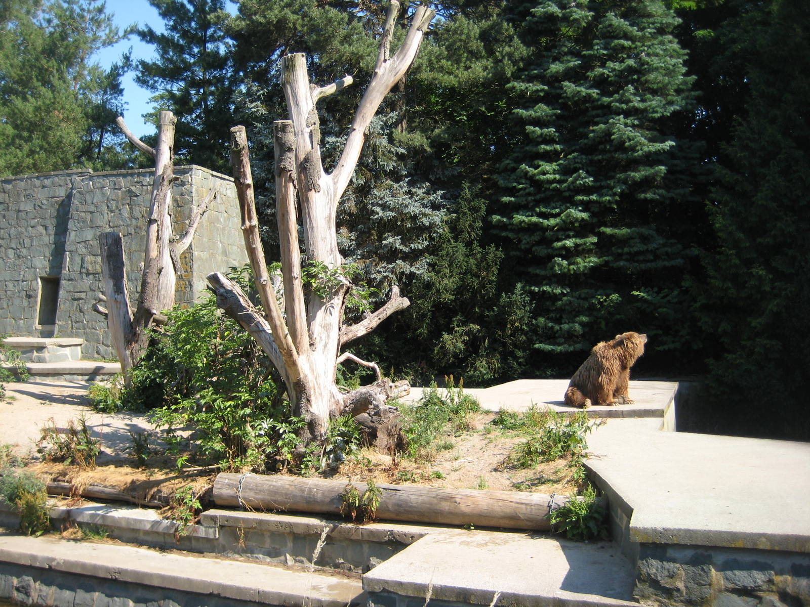 Old kodikak bear exhibit
