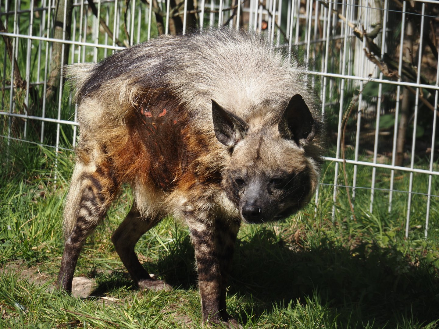 Old lady East African Striped hyena (Hyaena hyaena dubbah), recently deceased - Photo taken on 04/12/2025