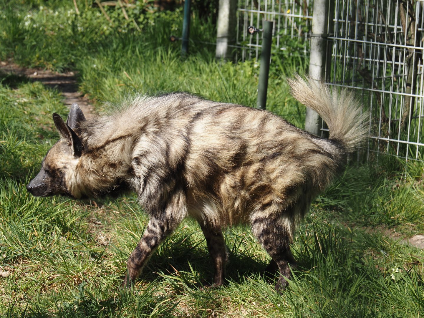 Old lady East African Striped hyena (Hyaena hyaena dubbah), recently deceased - Photo taken on 04/12/2025