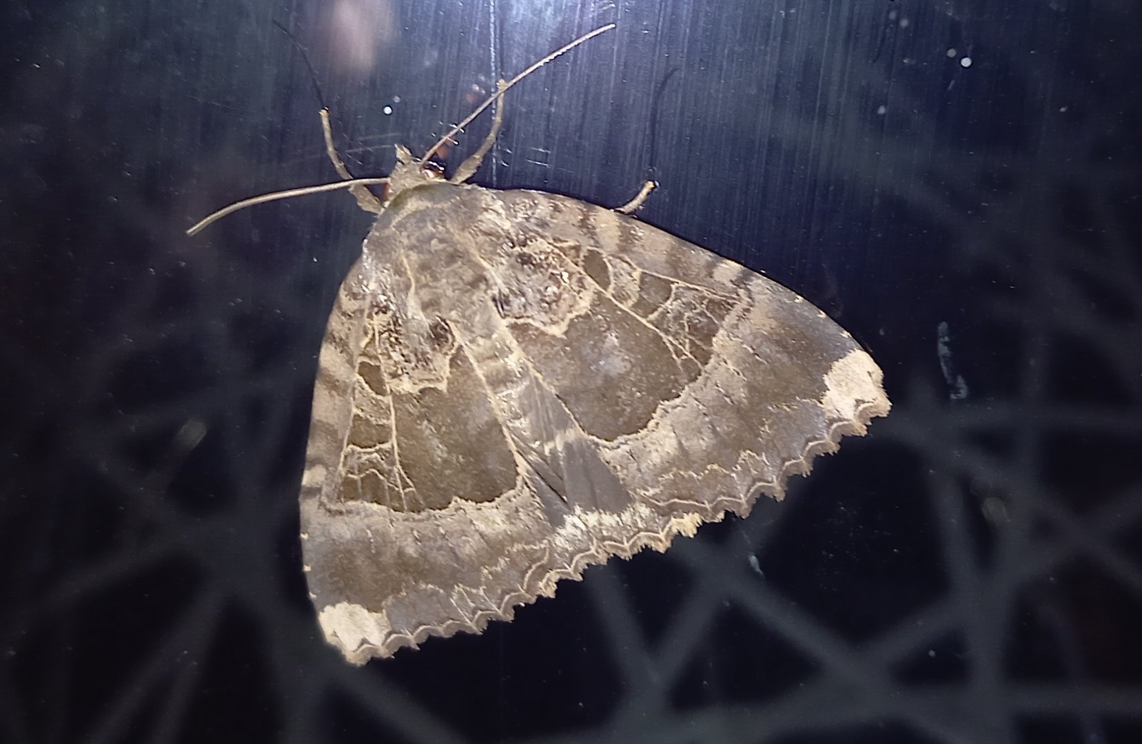 Old lady - Mormo maura