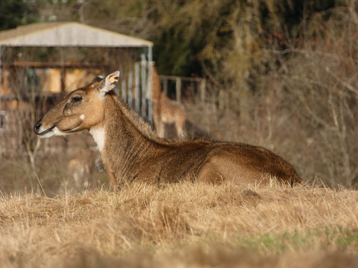 Old lady Nancy (Nilgai)