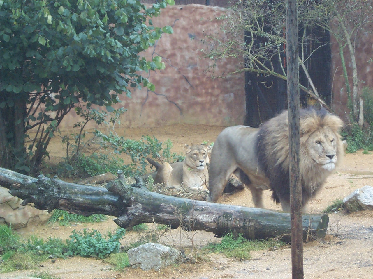 old lion enclosure