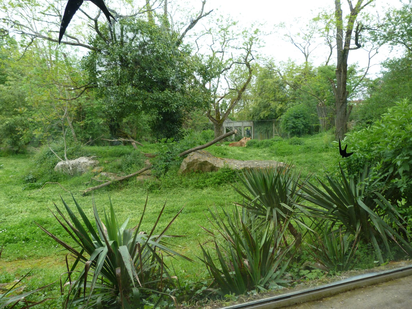 Old lion exhibit -Bioparc de Doué la Fontaine (2025)
