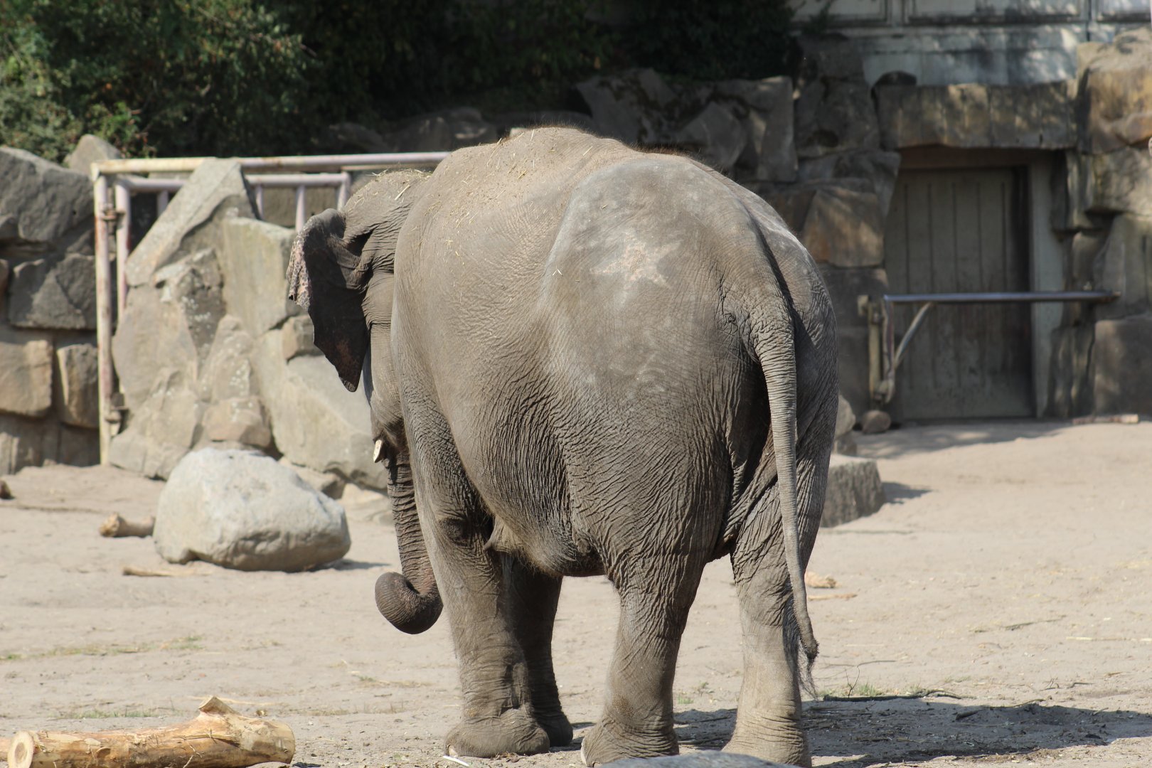 Old Logging Elephant