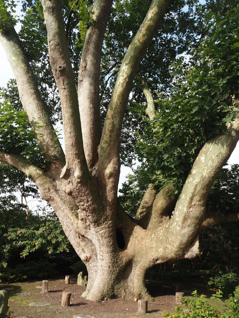 Old London plane tree (Platanus × hispanica), 2024-09-17