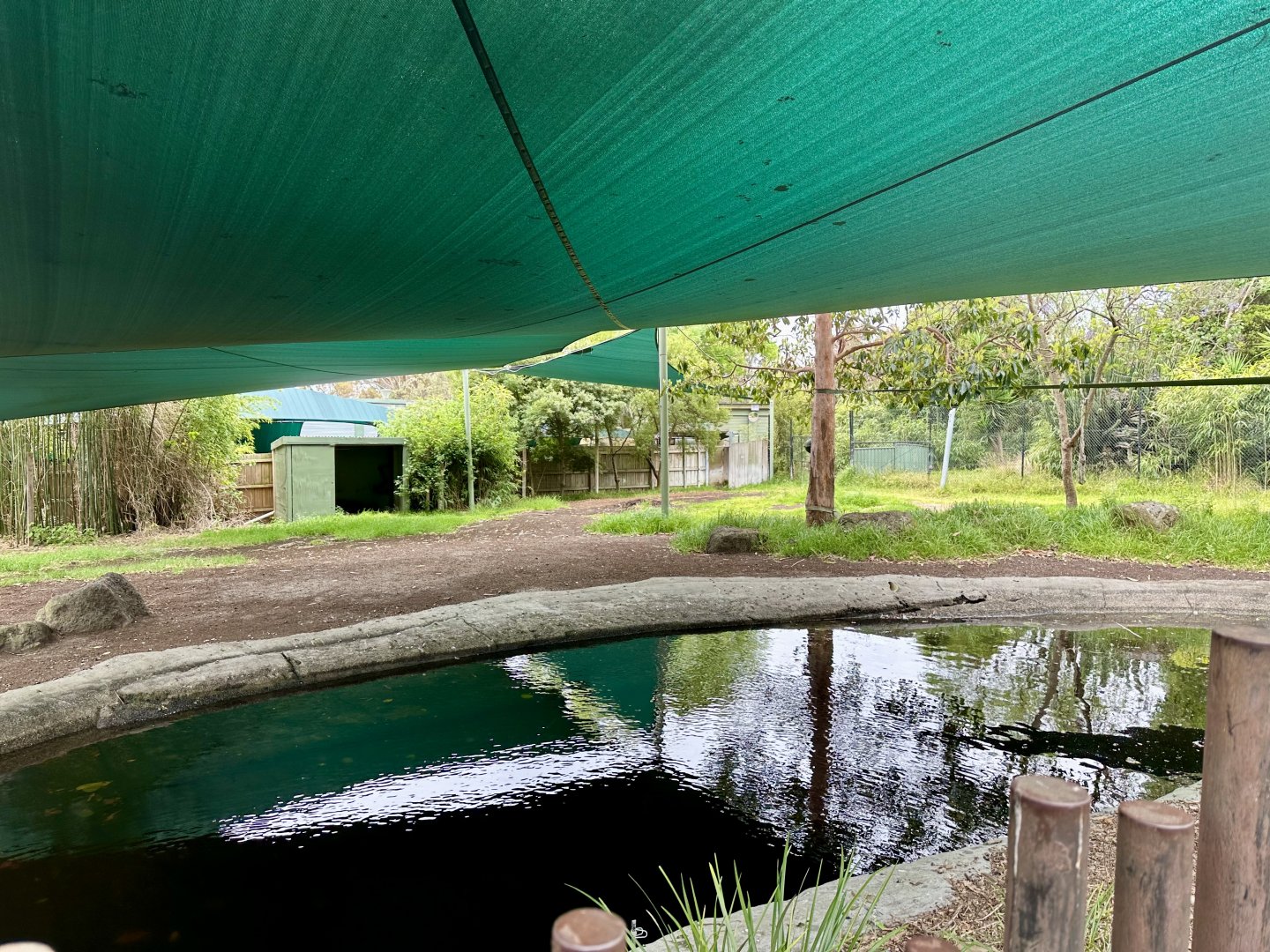 Old Malayan Tapir Exhibit