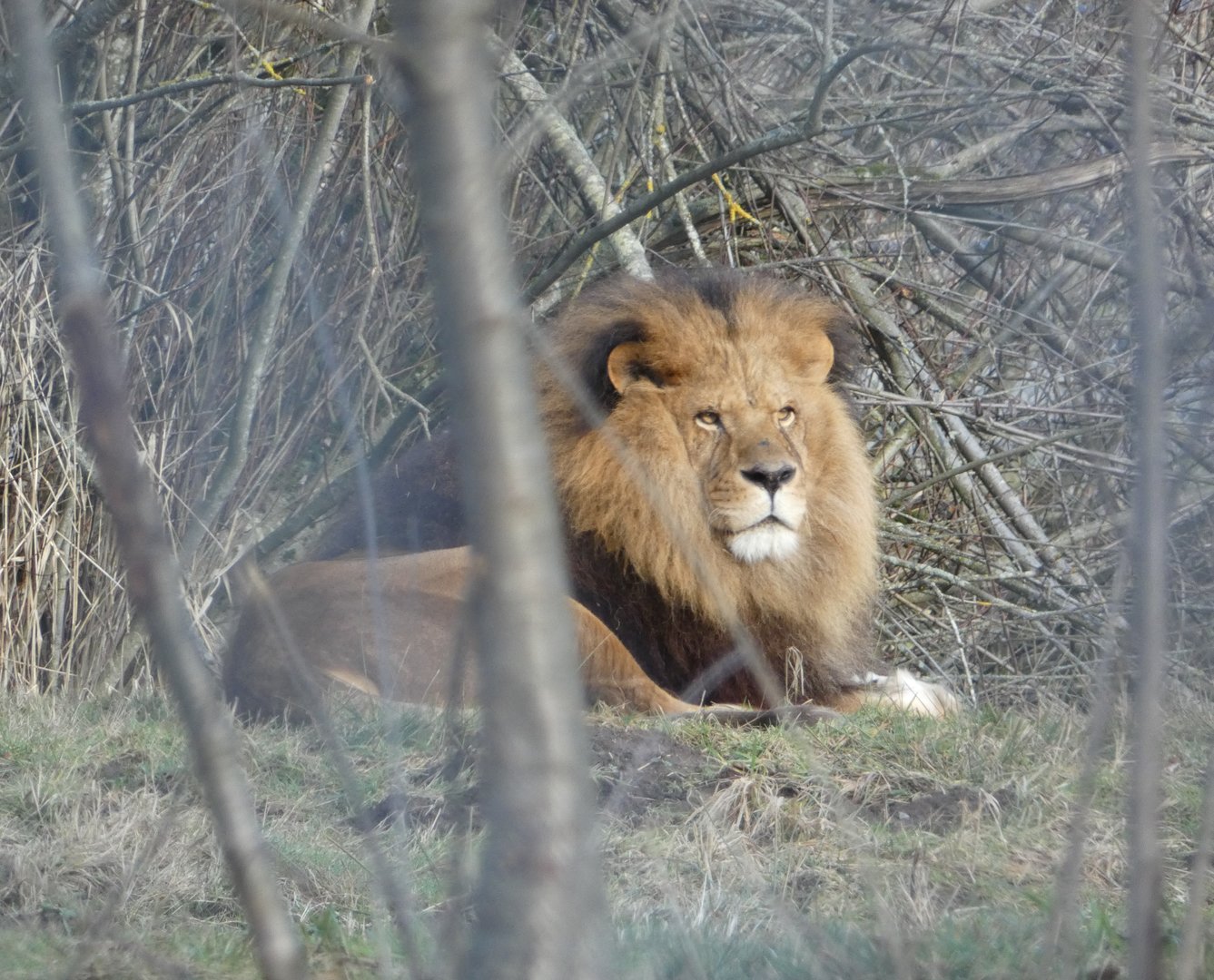 Old man Boomer (African lion)