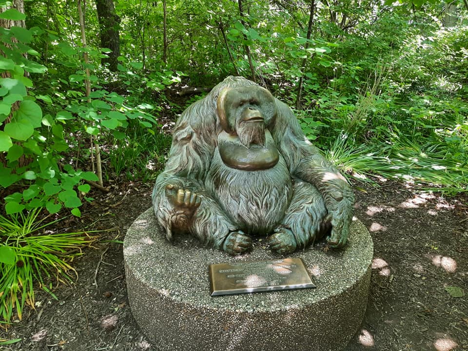 Old Man of the RainForest