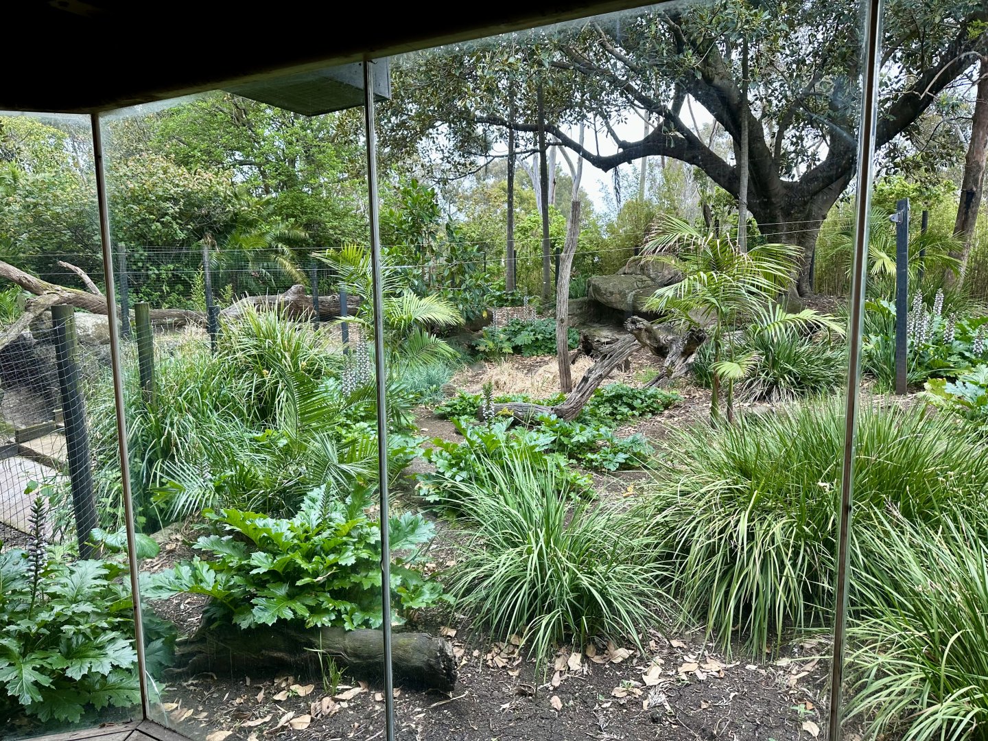 Old Mandrill Exhibit