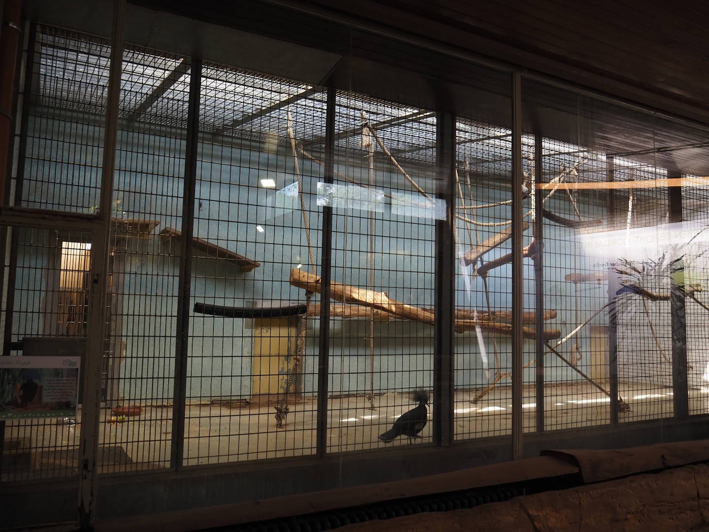 Old monkey exhibit used to temporarily house young crowned and imperial pigeons, 2024-06-08