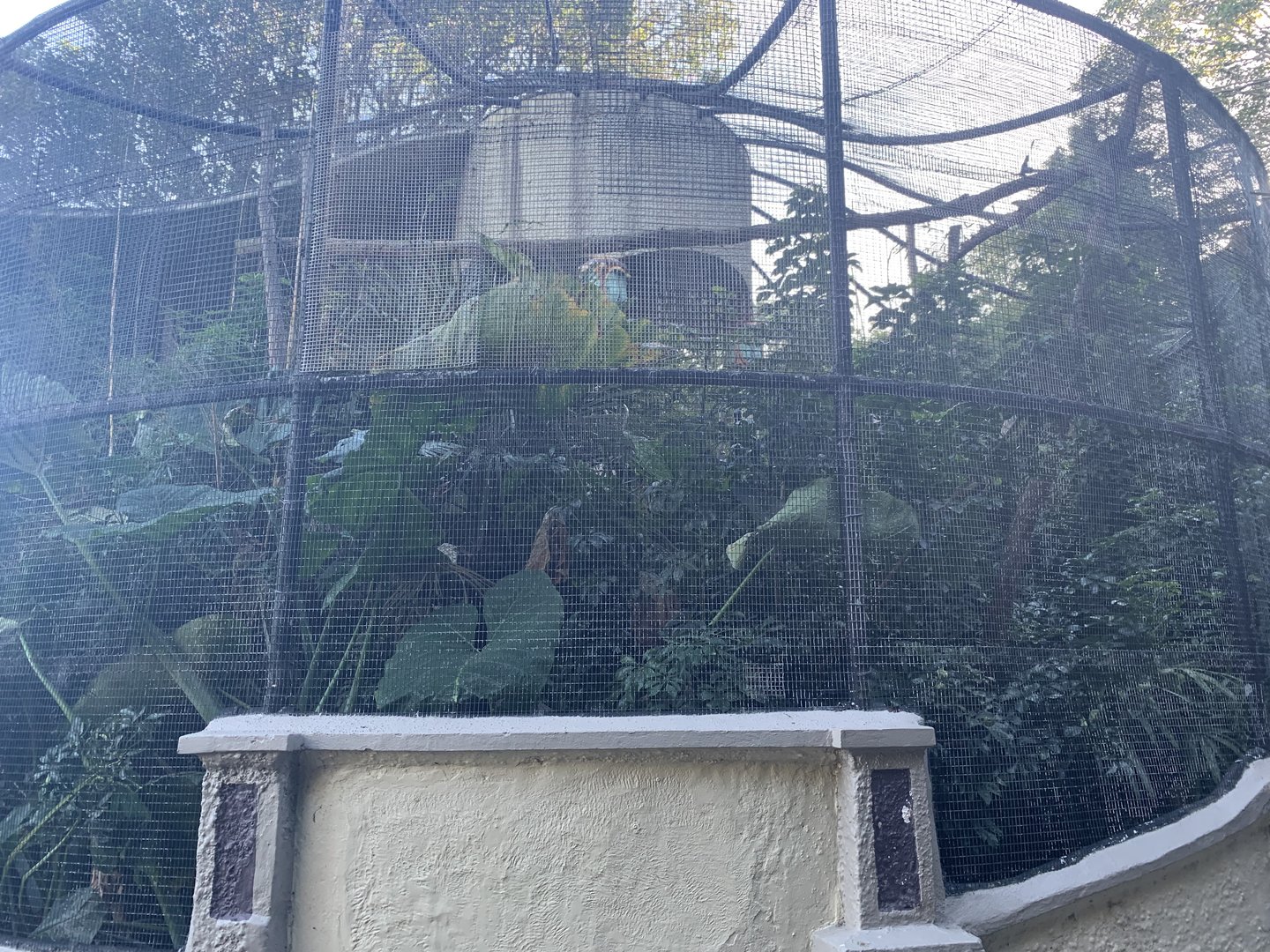 old Moore aviary (unoccupied, possibly plan to keep that way now)