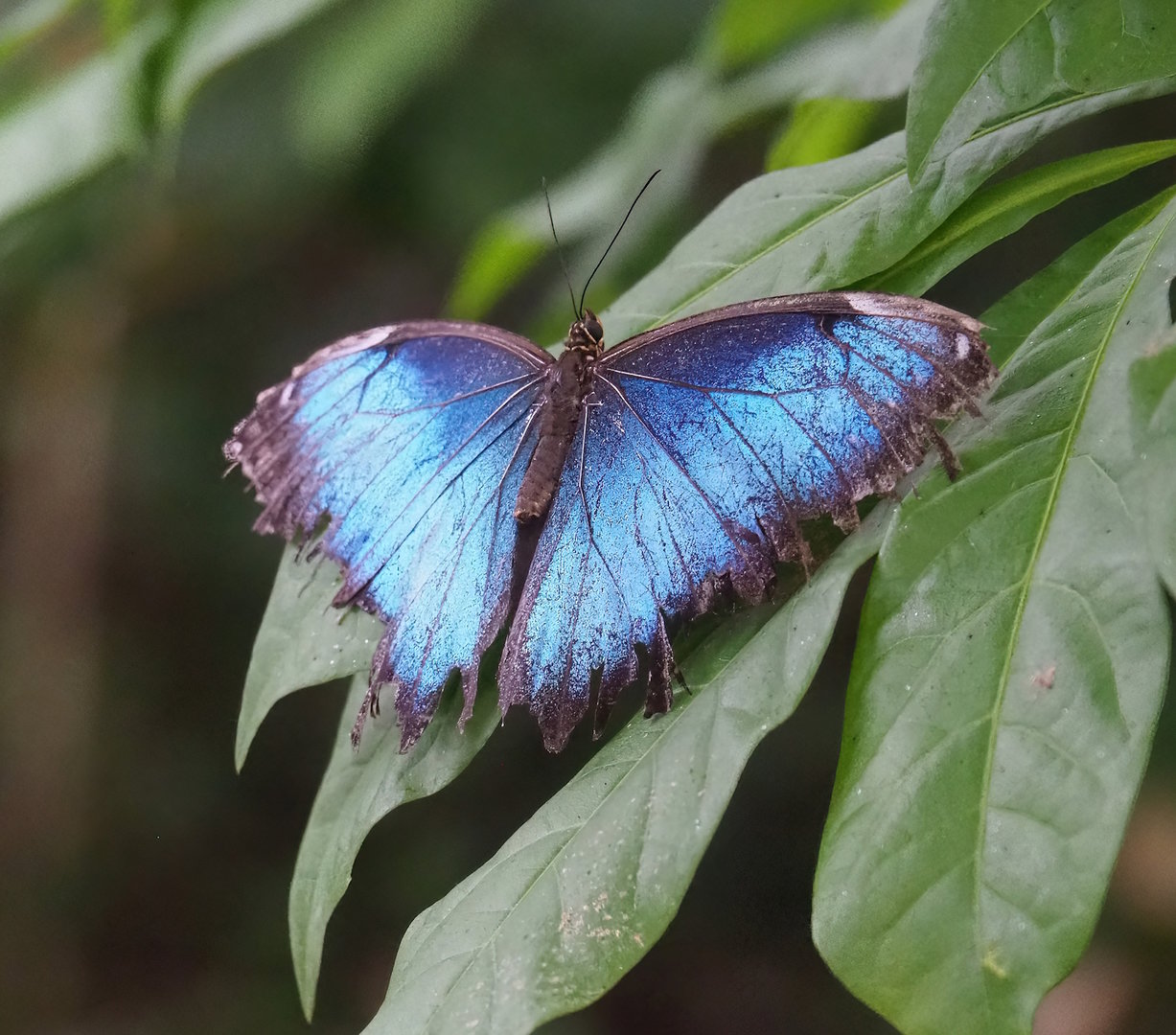 Old Morpho peleides, 2023-10-07
