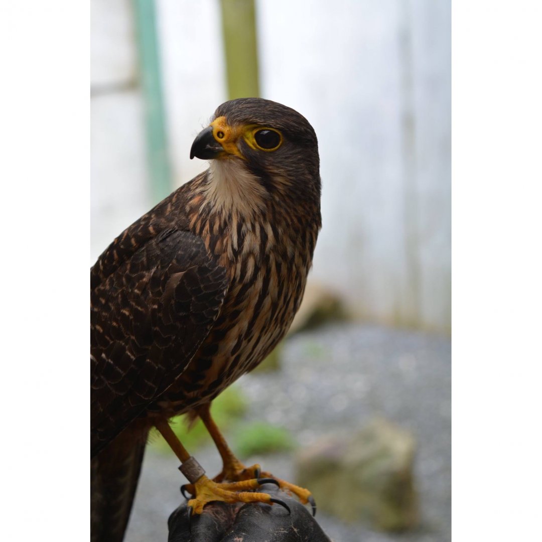 Old New Zealand falcon ( Falco novaeseelandiae )