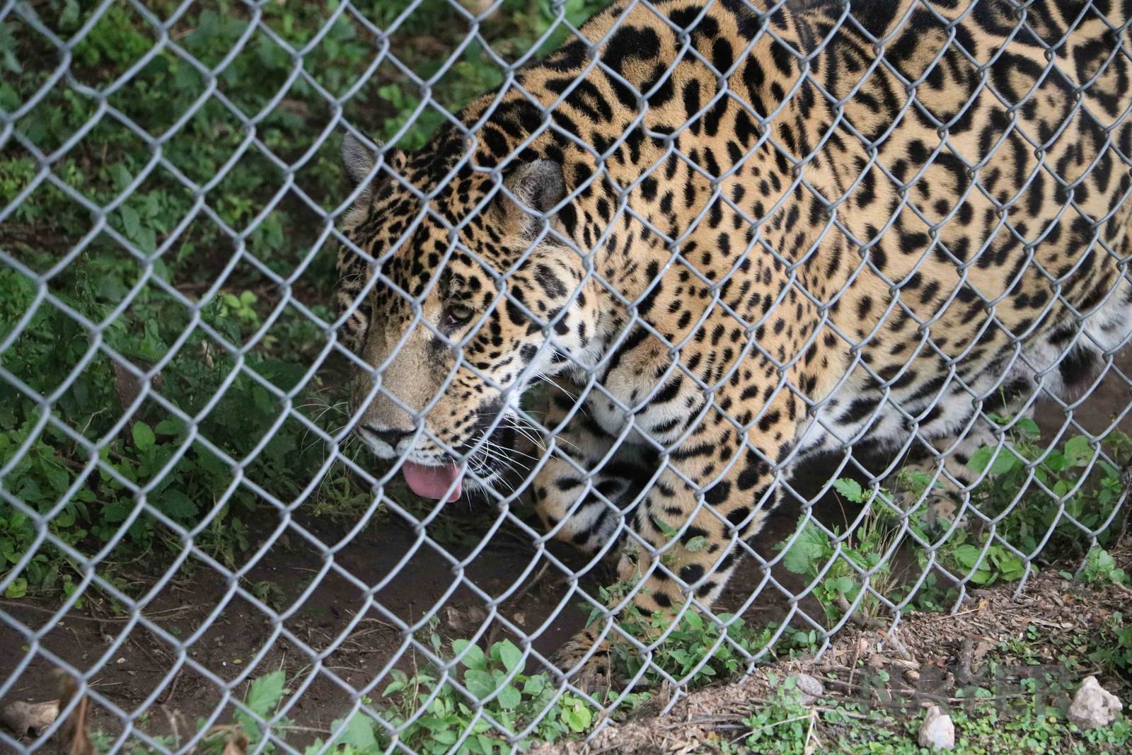 Old, obese male jaguar - Tatu Carreta, April 2016.