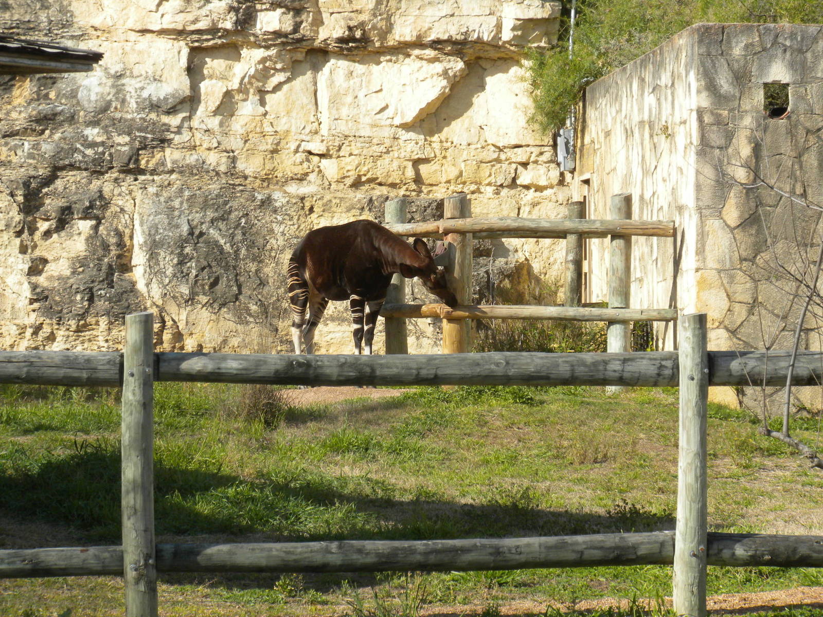 Old Okapi exhibit
