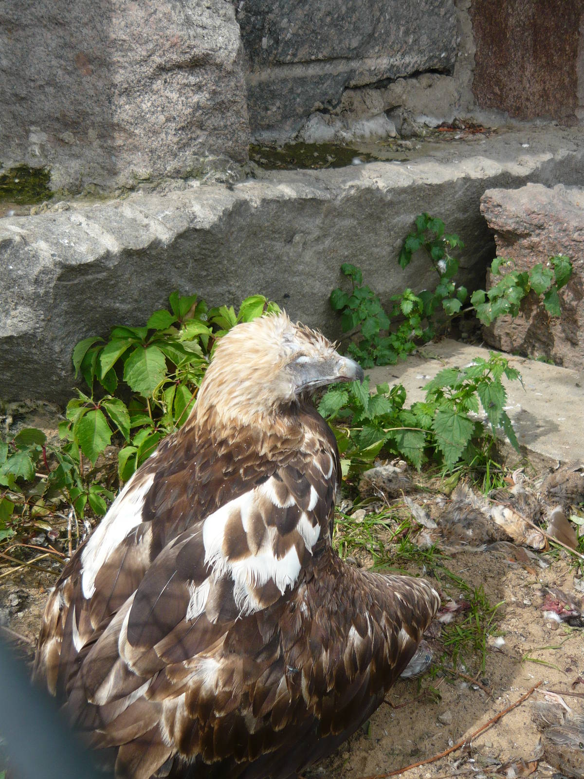 Old one-eyed Golden eagle