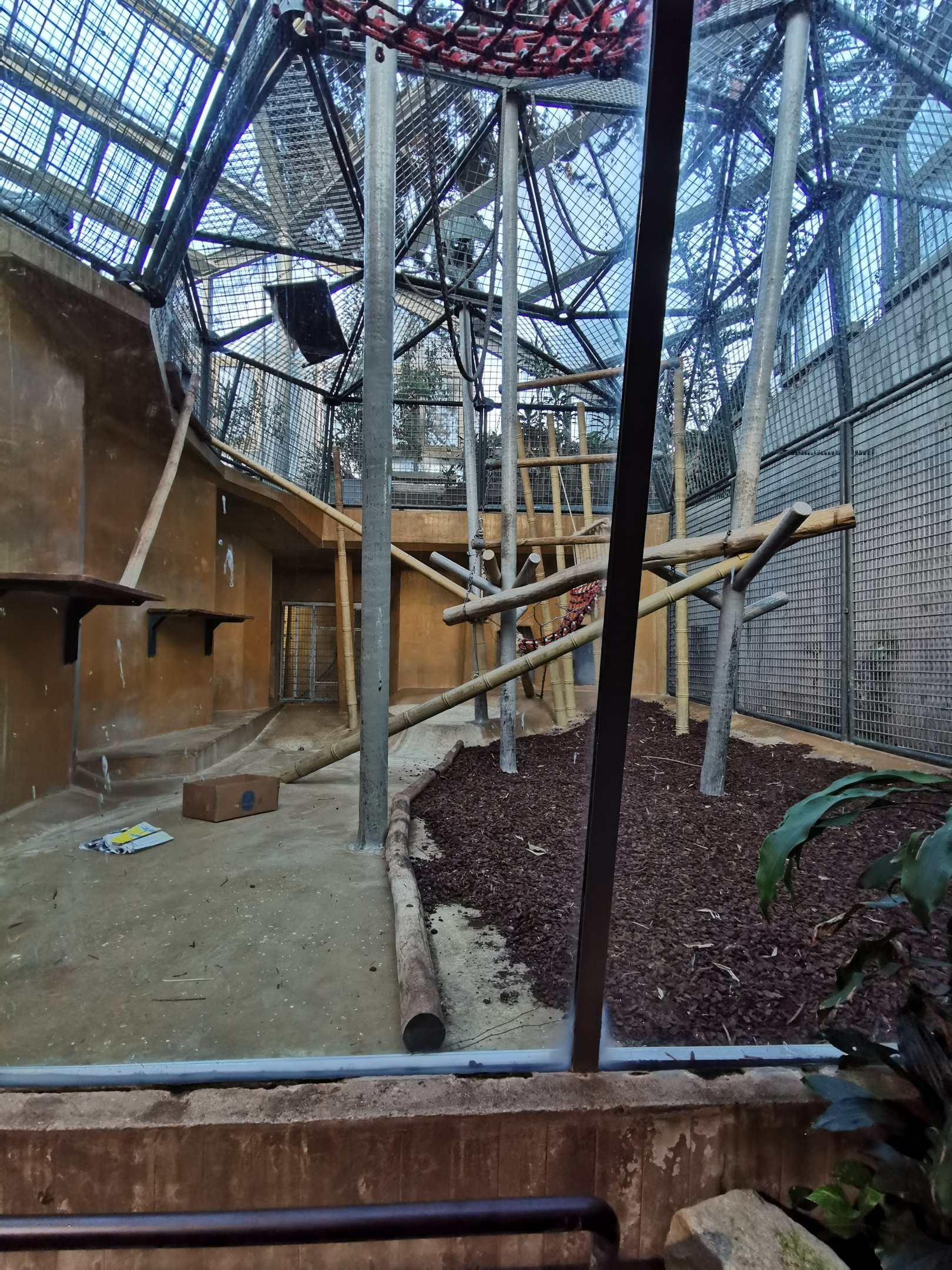 Old orangutan indoors - Afi Mountain