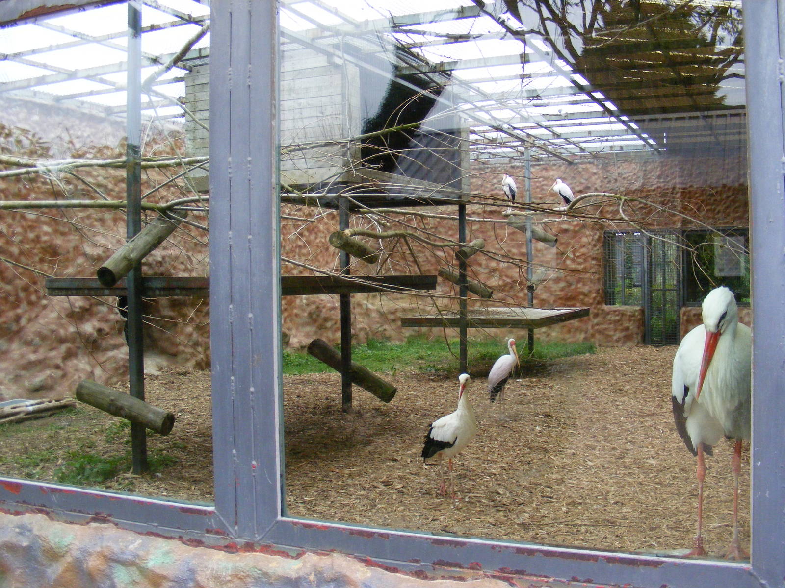 Old Orangutan outdoor enclosure, now housing storks - 9 April 2009