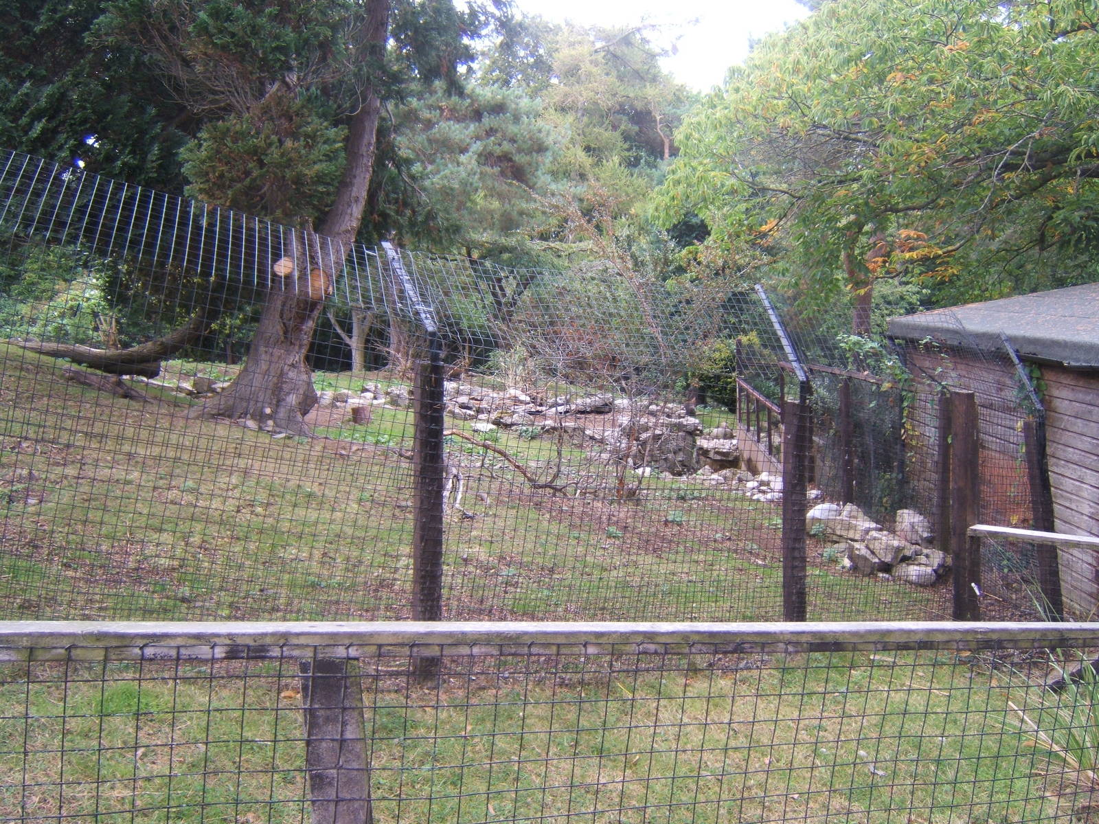 Old Otter enclosure now home to Red-necked Wallaby