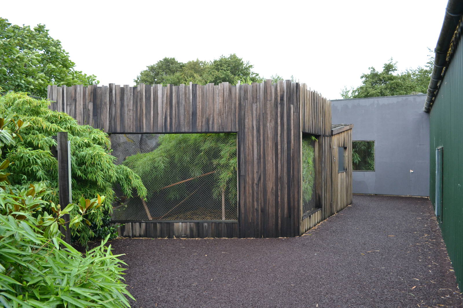 Old Oustens palm civet